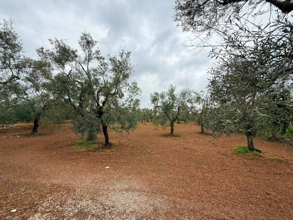 immagine annuncio 3 di 4