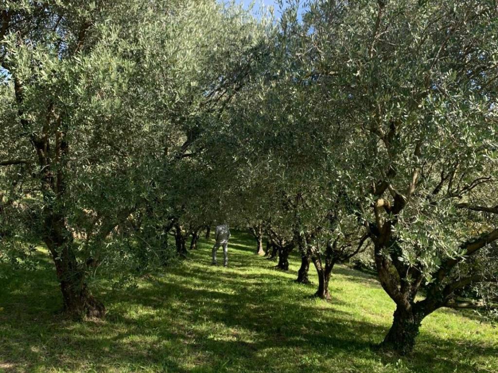 immagine annuncio 2 di 4