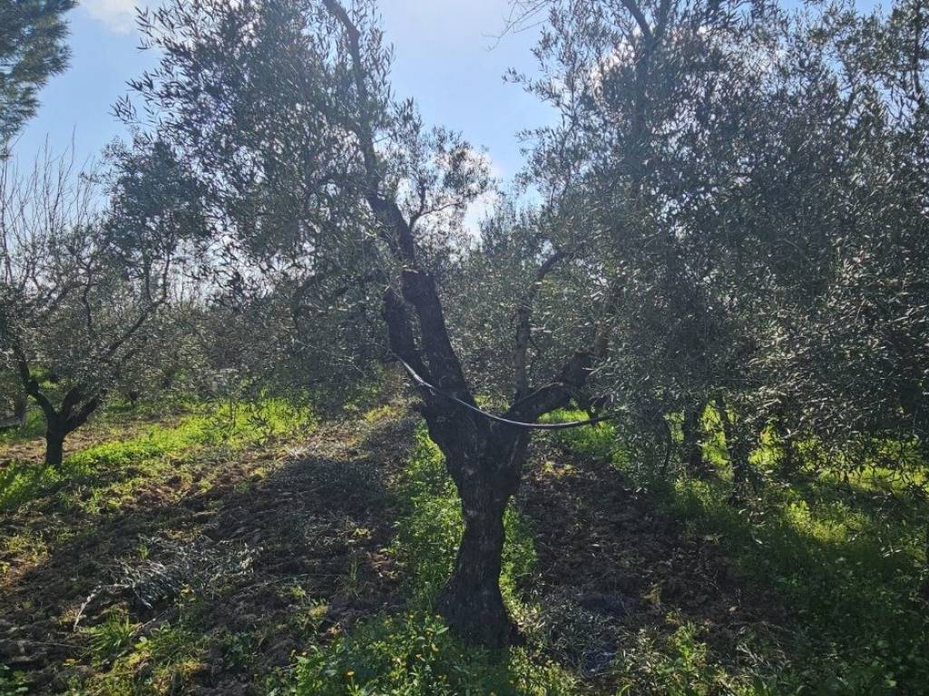 immagine annuncio 1 di 3