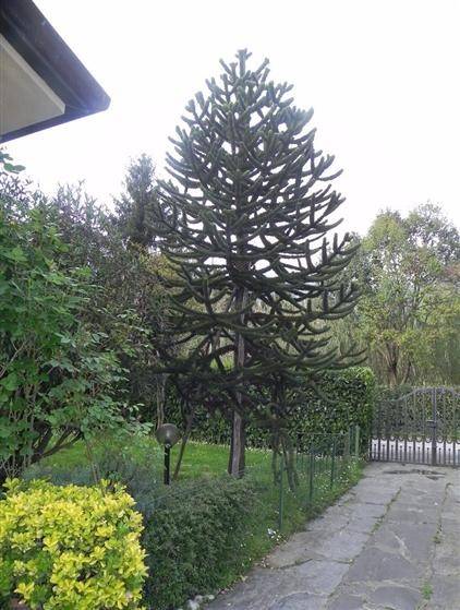 immagine annuncio 4 di 5