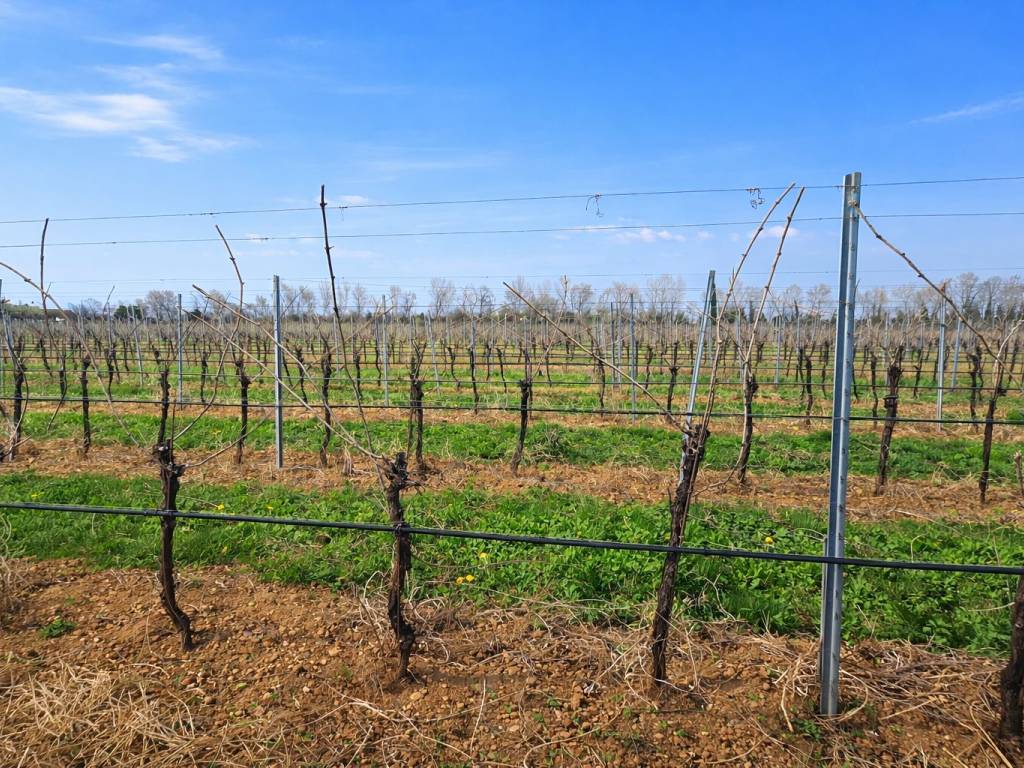 immagine annuncio 2 di 4