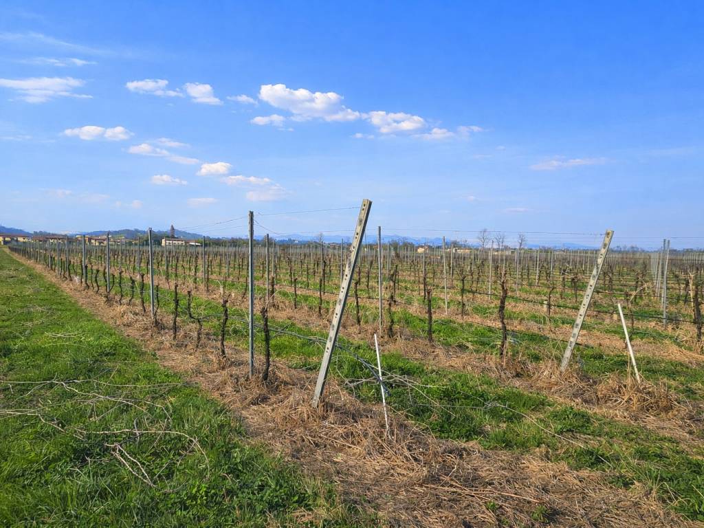 immagine annuncio 2 di 3