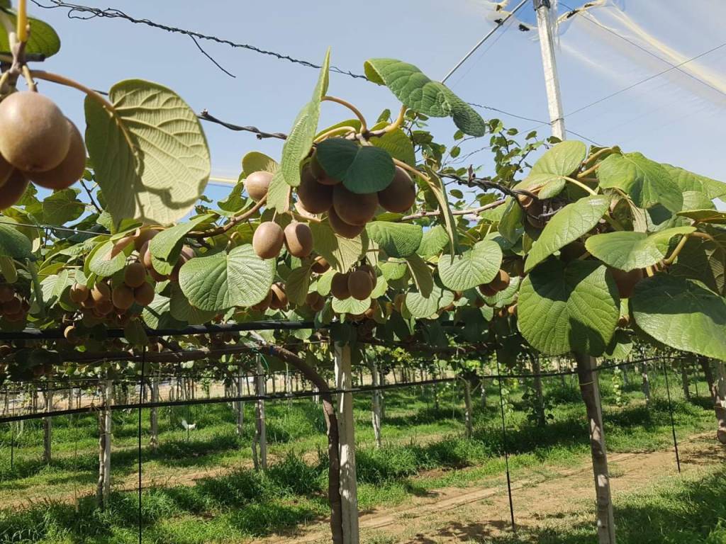 immagine annuncio 1 di 2