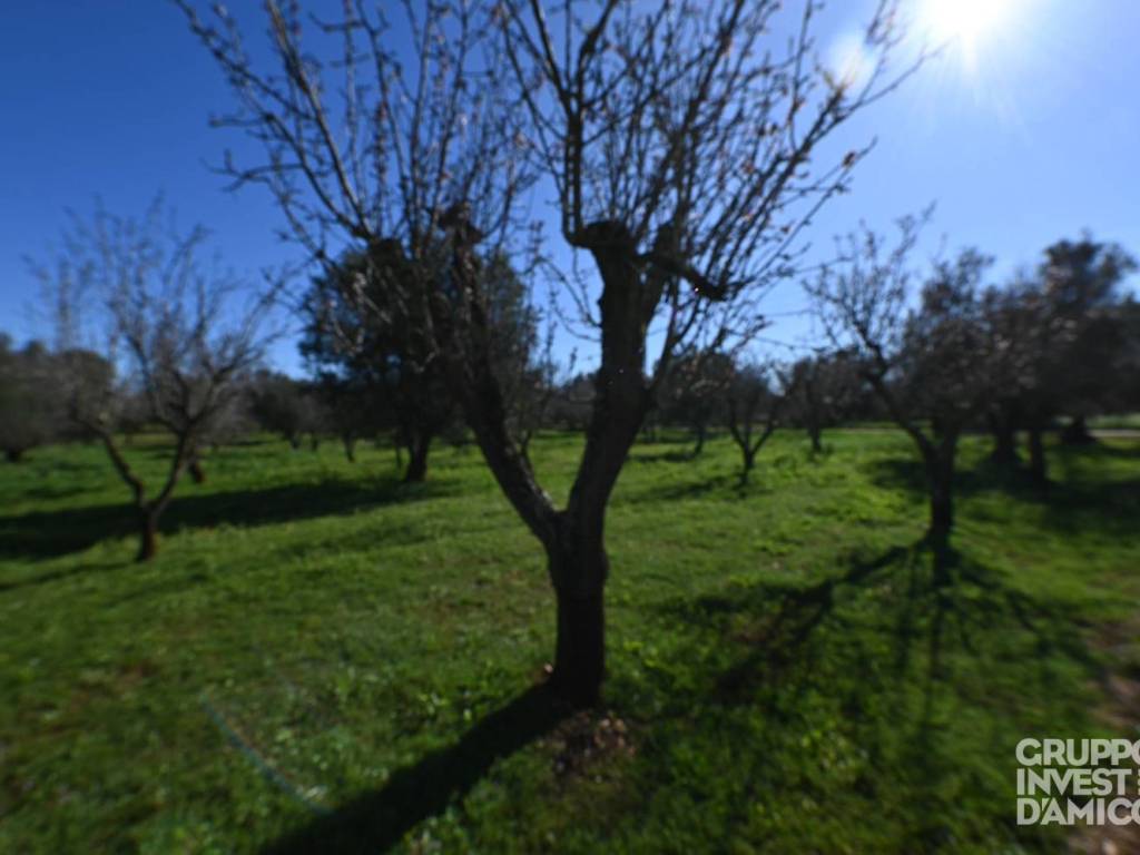 immagine annuncio 1 di 2