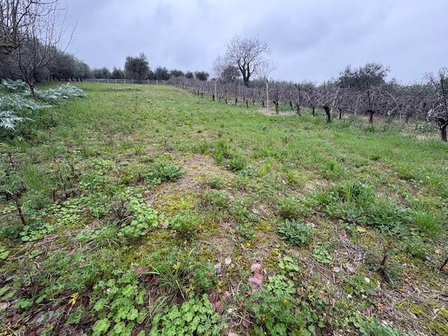 immagine annuncio 1 di 4