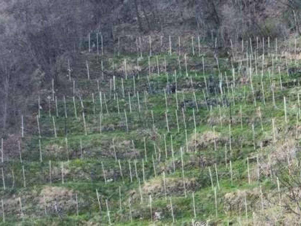 immagine annuncio 2 di 4