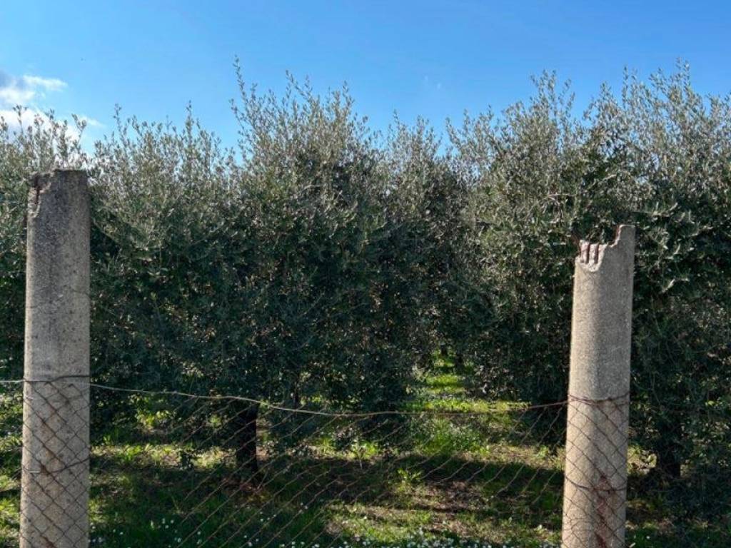 immagine annuncio 1 di 2