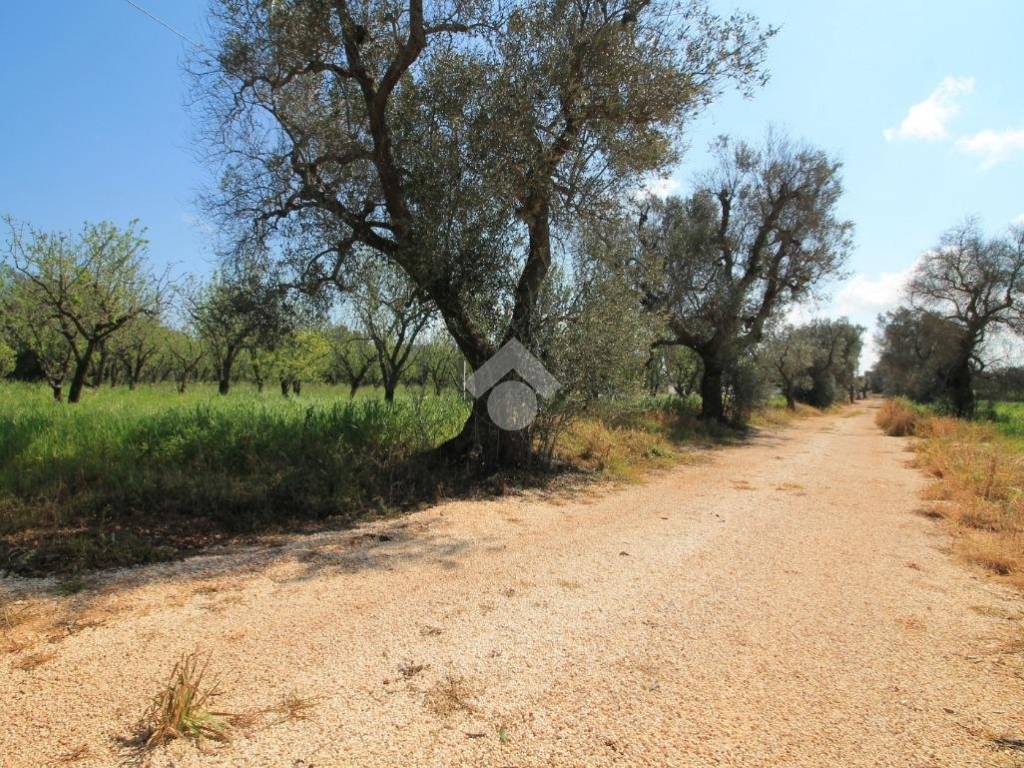 immagine annuncio 1 di 4