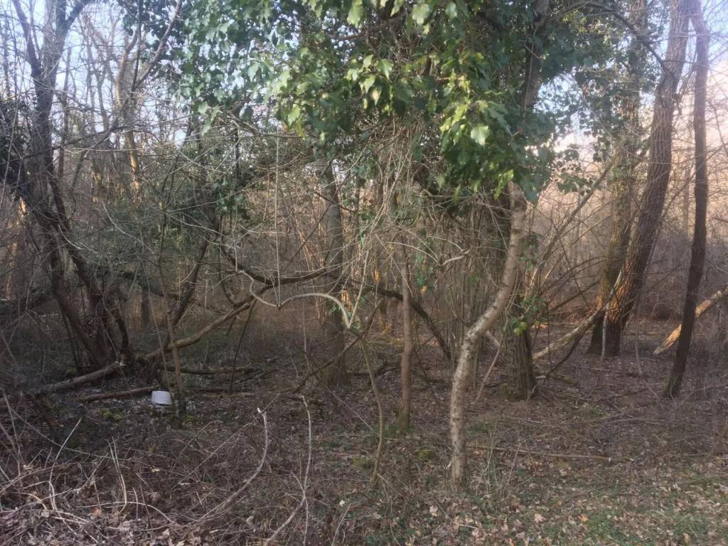 immagine annuncio 2 di 4