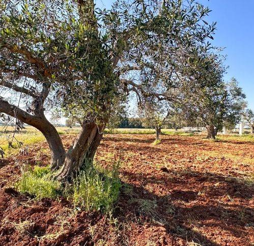 immagine annuncio 2 di 4