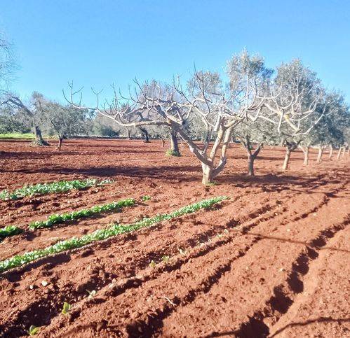 immagine annuncio 2 di 4