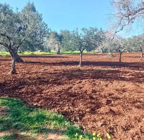 immagine annuncio 3 di 4