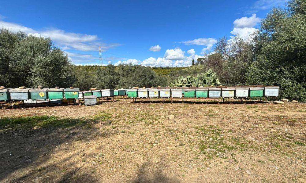 immagine annuncio 2 di 5