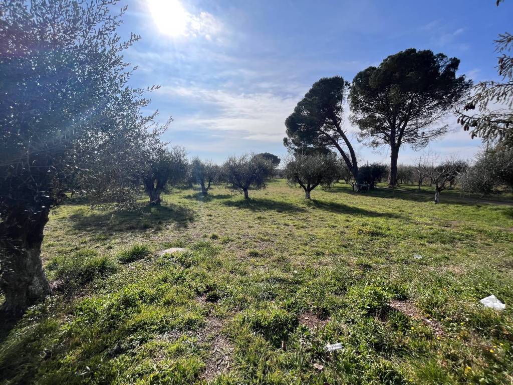 immagine annuncio 2 di 4