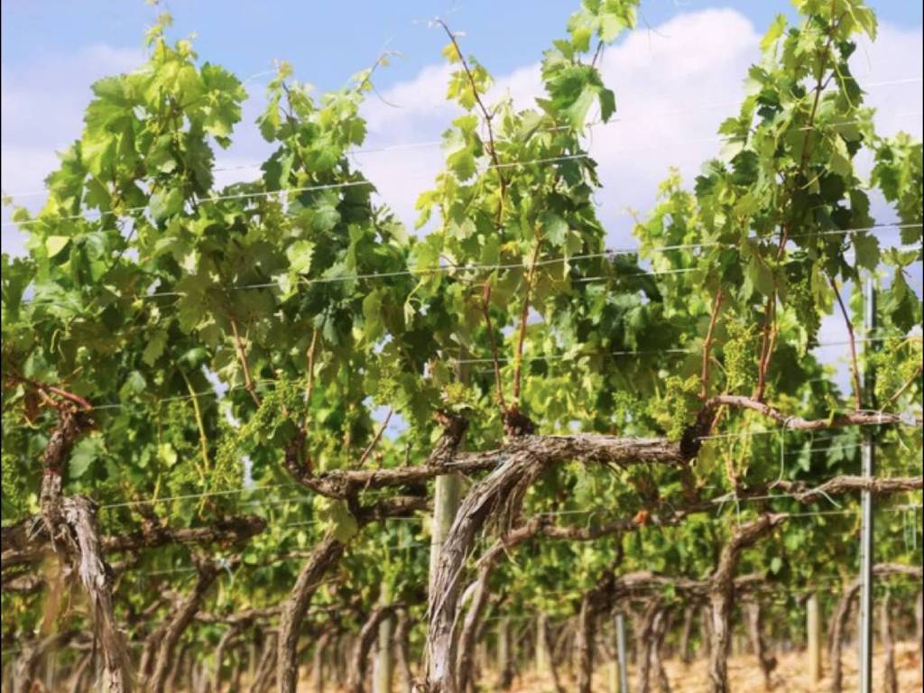 immagine annuncio 2 di 3