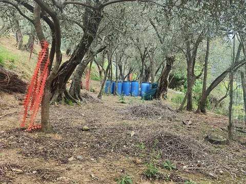 immagine annuncio 1 di 2