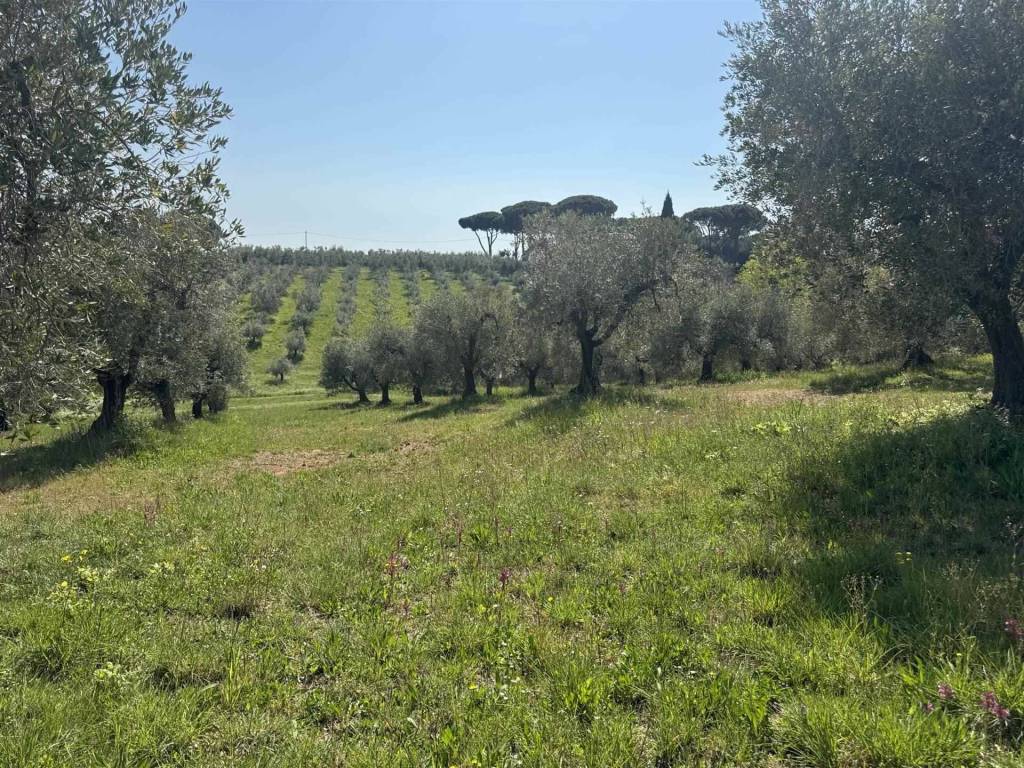 immagine annuncio 1 di 4