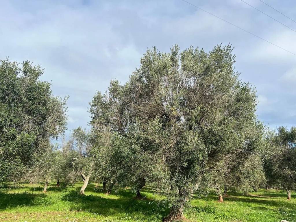 immagine annuncio 1 di 4