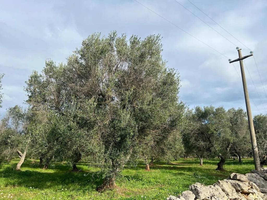 immagine annuncio 2 di 4