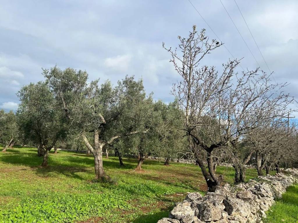 immagine annuncio 3 di 4