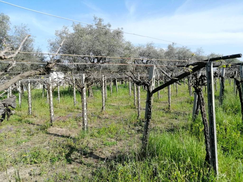 immagine annuncio 1 di 4