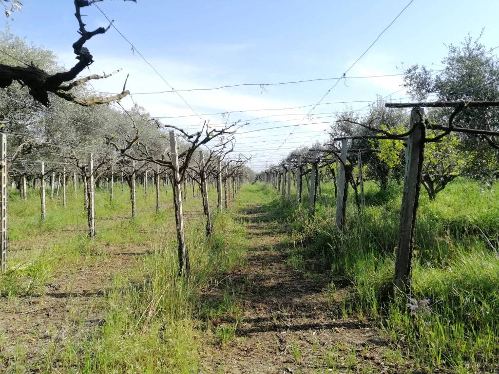 immagine annuncio 3 di 4