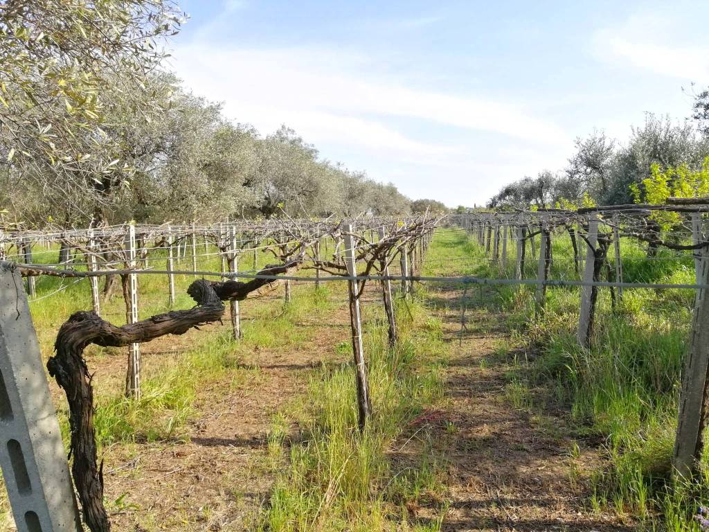 immagine annuncio 2 di 4