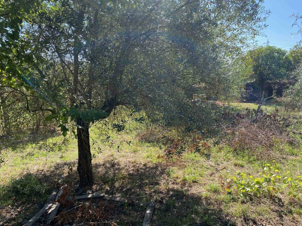 immagine annuncio 2 di 4