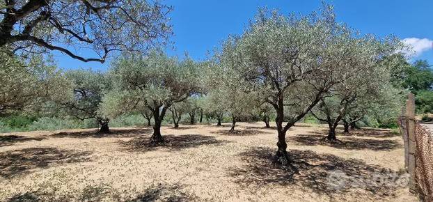 immagine annuncio 3 di 5