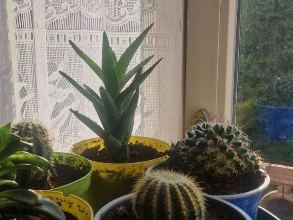 immagine annuncio 3 di 5