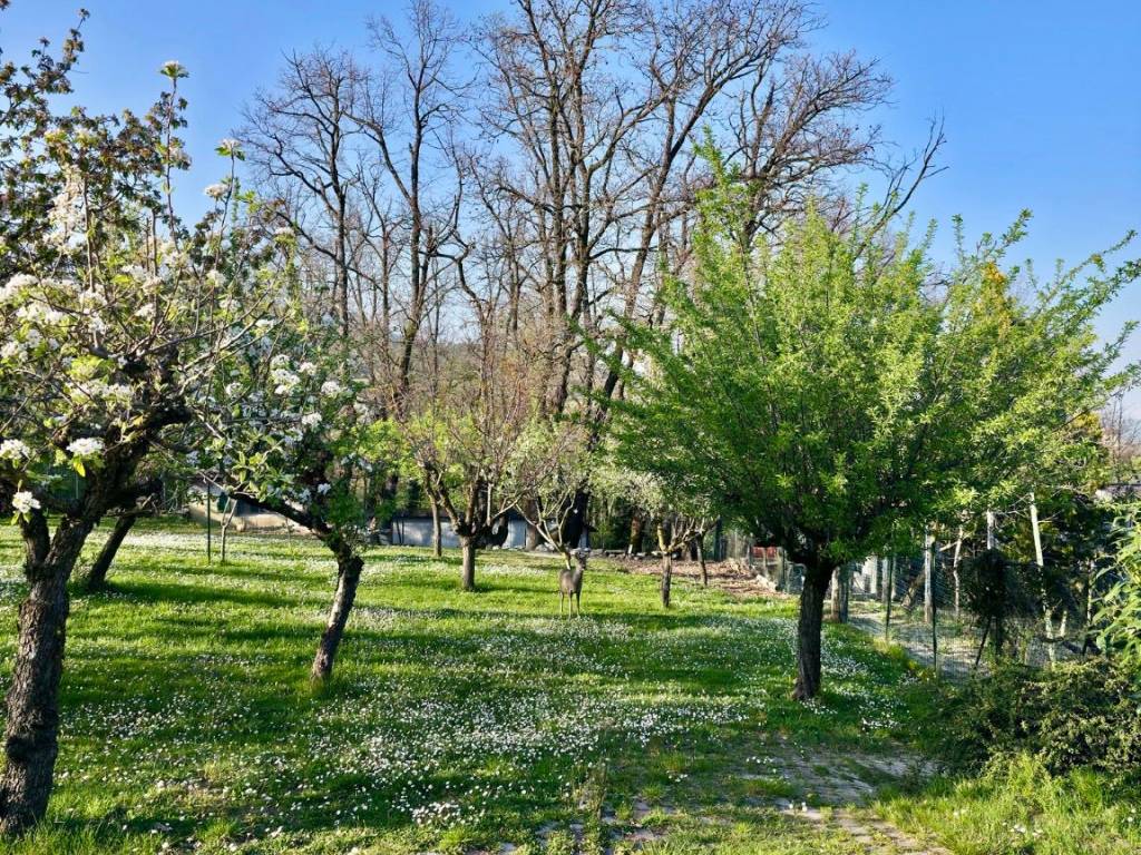 immagine annuncio 2 di 5