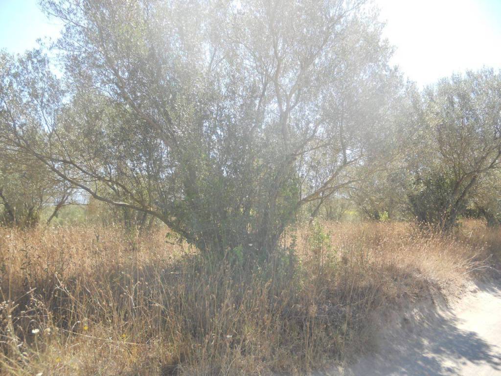 immagine annuncio 3 di 4