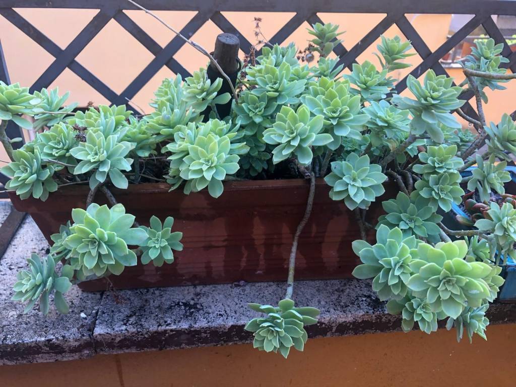 immagine annuncio 2 di 3