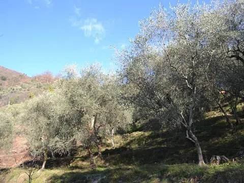 immagine annuncio 2 di 4