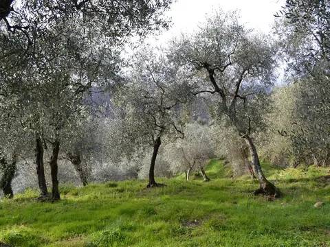immagine annuncio 1 di 3
