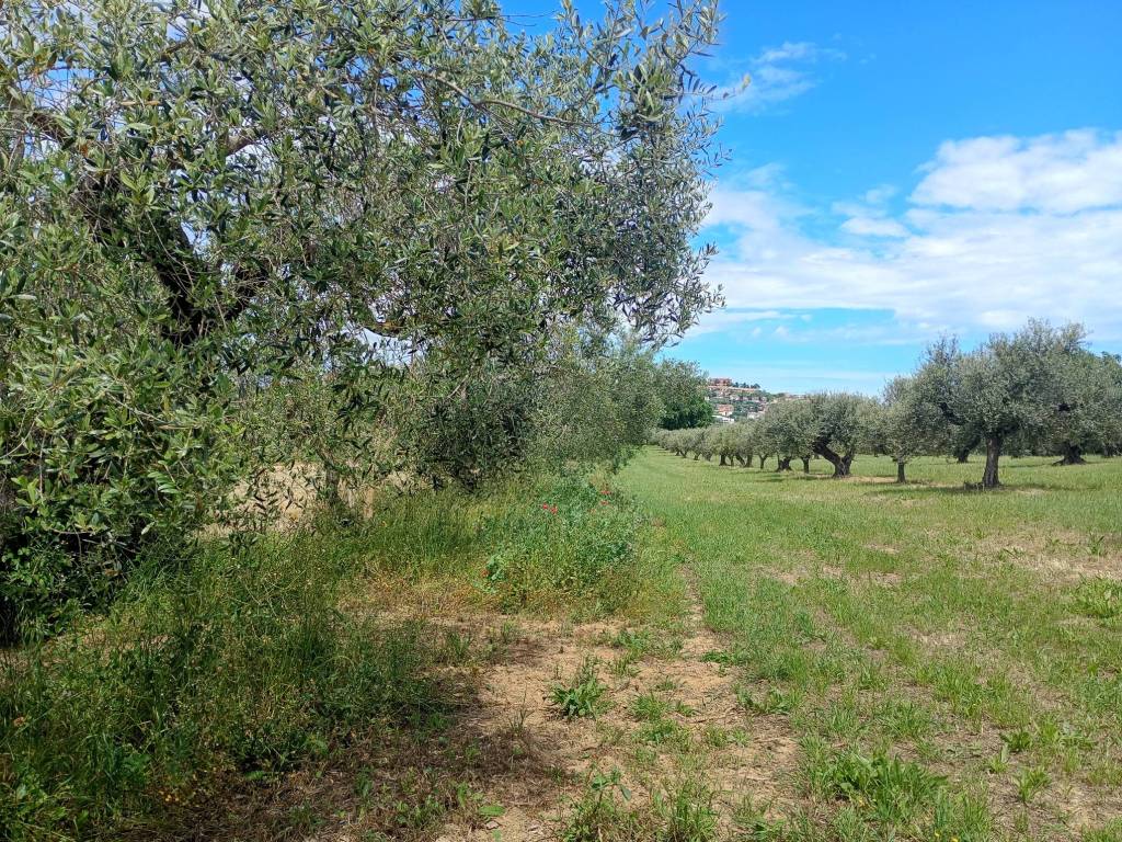 immagine annuncio 1 di 4
