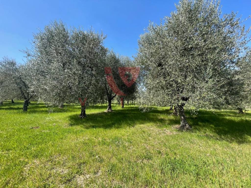immagine annuncio 1 di 2