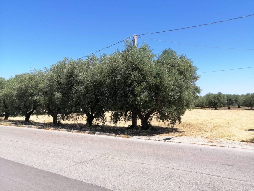 immagine annuncio 2 di 4