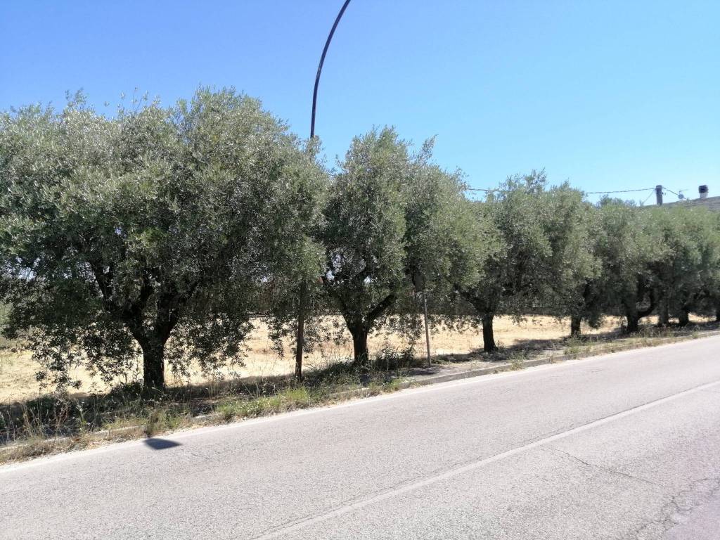 immagine annuncio 3 di 4