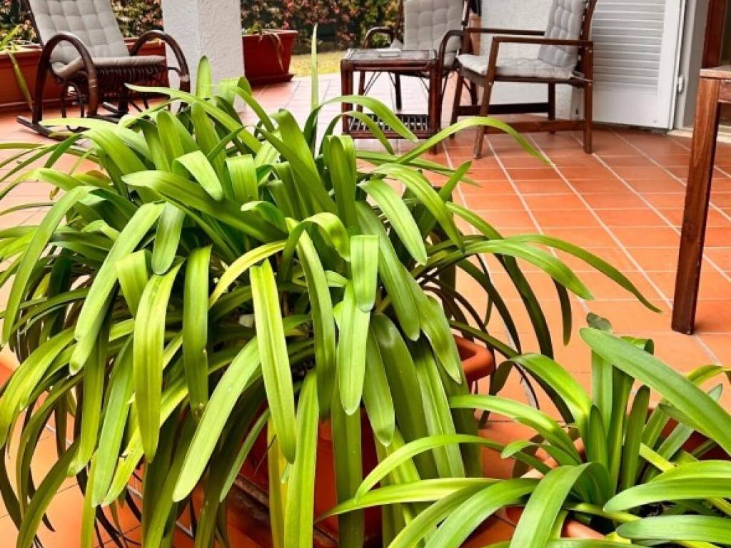 casa indipendente in affitto a Forte dei Marmi