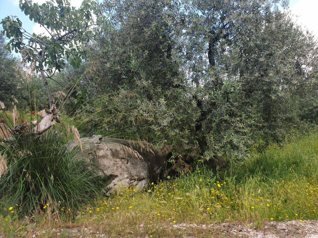 immagine annuncio 1 di 3