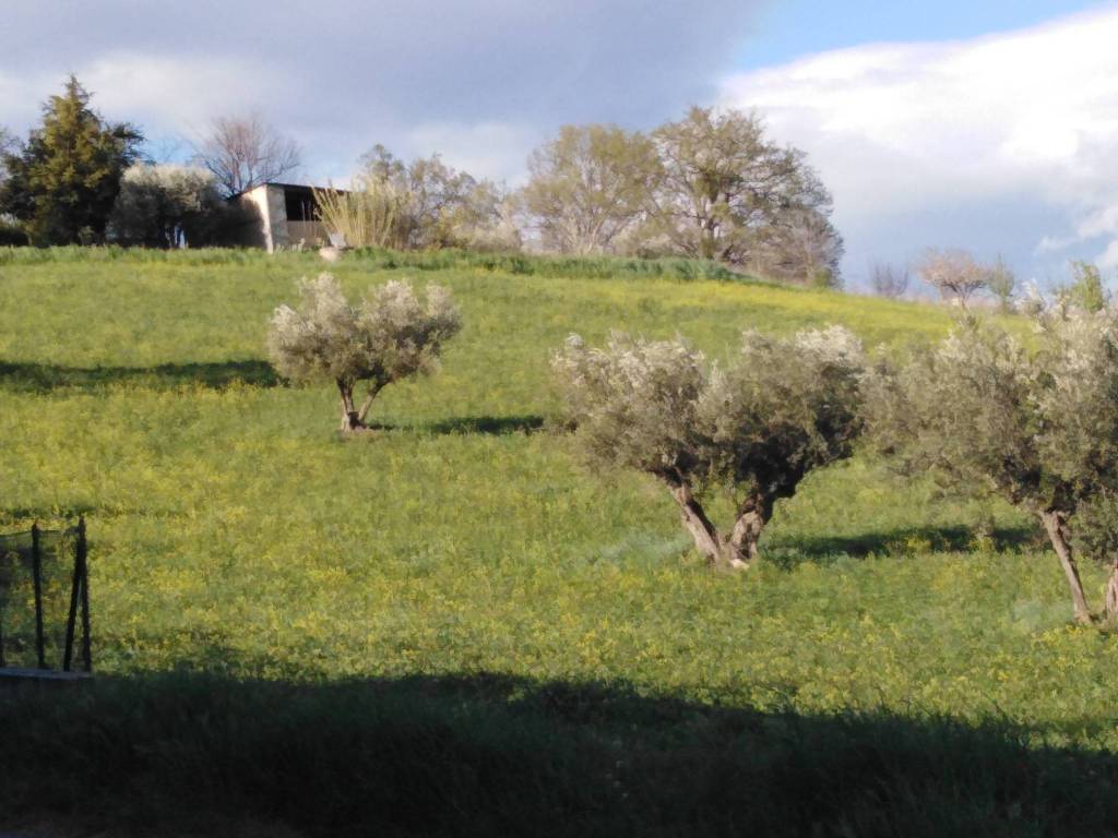 immagine annuncio 1 di 4