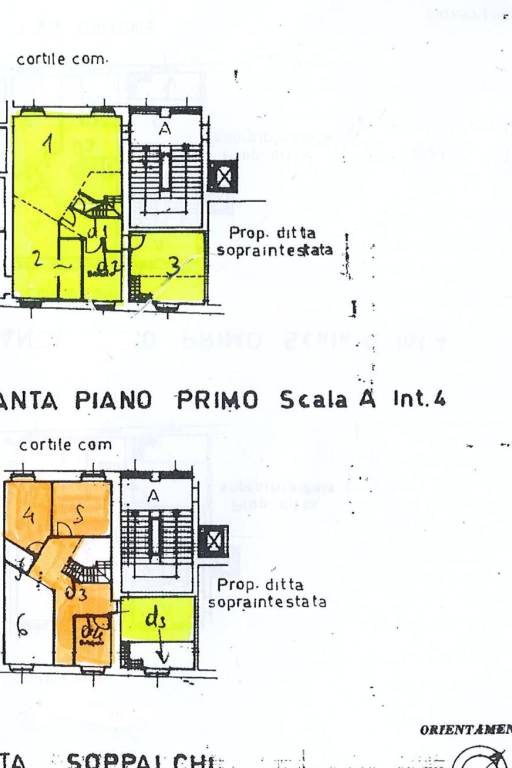 piantina colorata 1