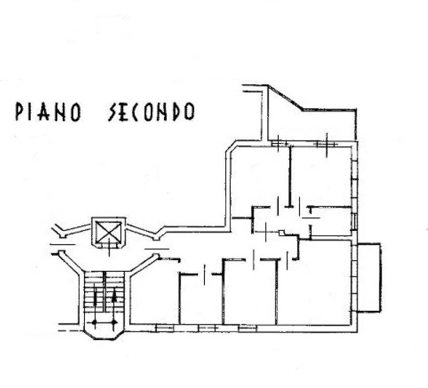 Piantina bianca 1