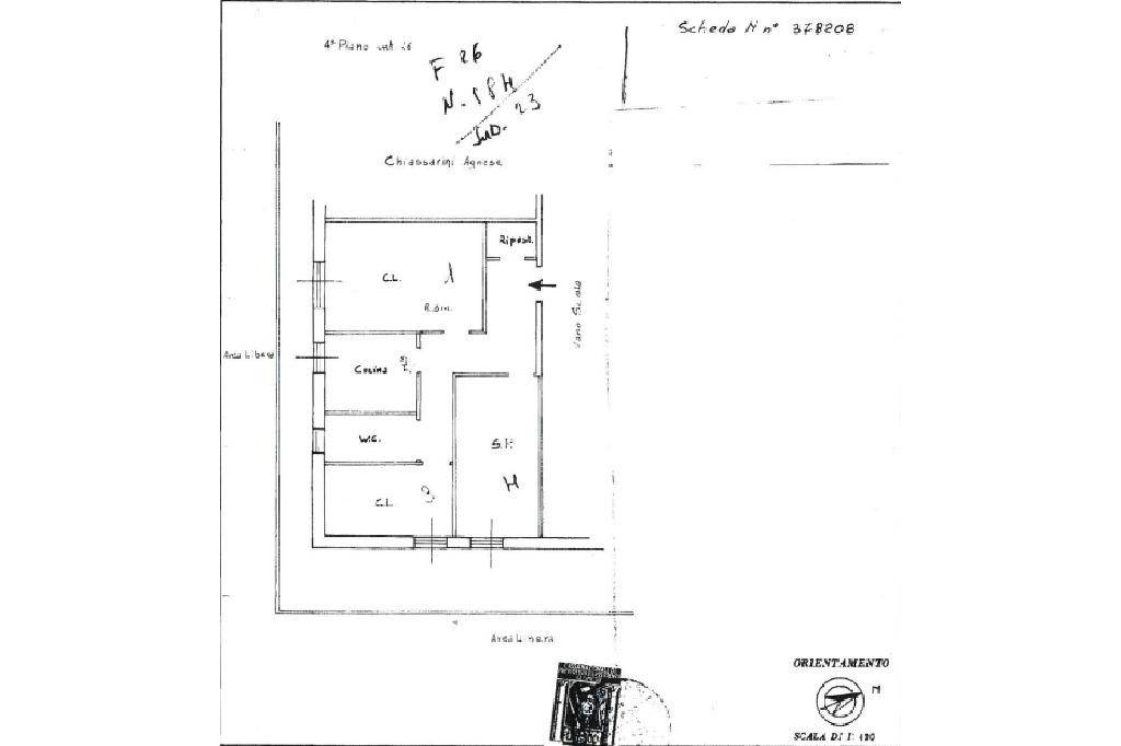 plan di bacco rosa