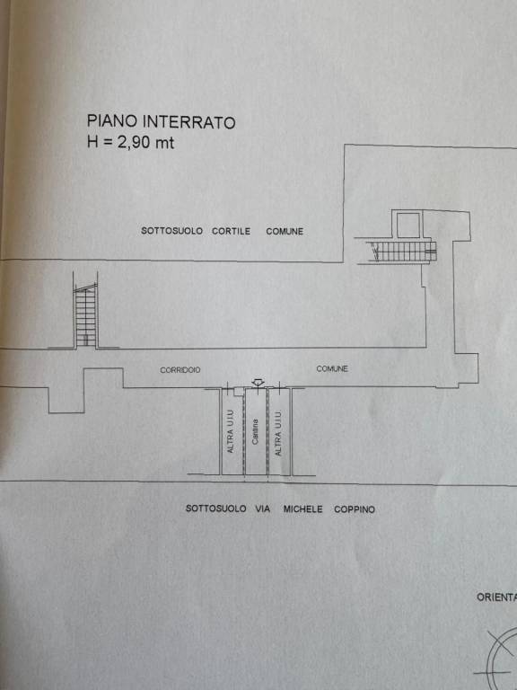 pianta v coppino